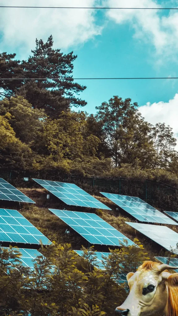 Сонячна станція потужністю 3 кВт. Eco friendly Solar Panel 3Kwt in Ukraine and a cow